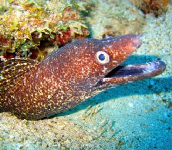 "Blue Bay Reef" Curacao Netherlands Antilles.
Canon powe... by Frank Jong 